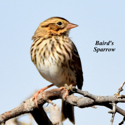 Baird's Sparrow